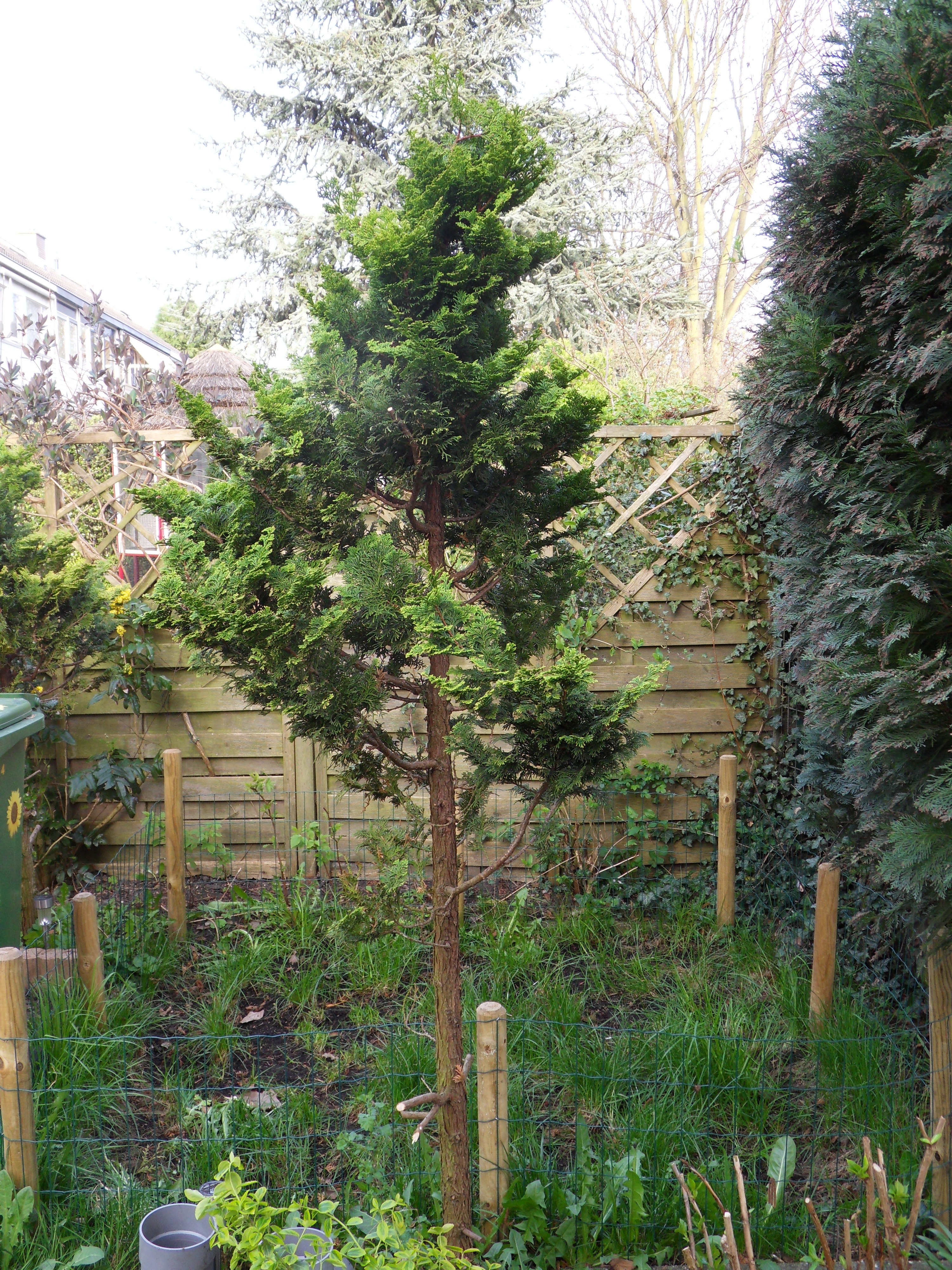 Image garden/Tuin-2011-04-10.053.jpg