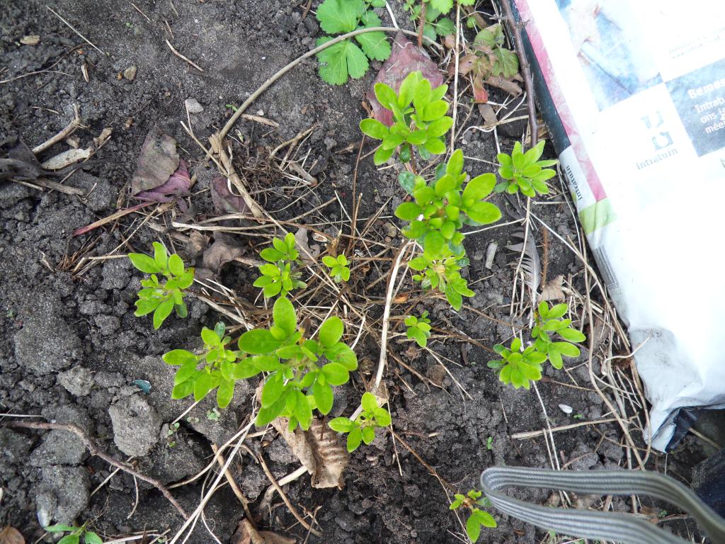 Image garden/Tuin-2011-04-16.005.jpg