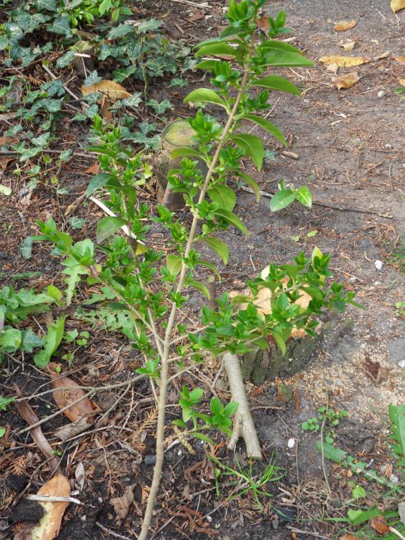 Image garden/Tuin-2011-04-16.010.jpg