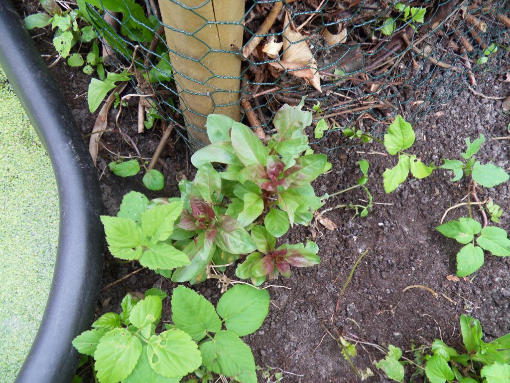 Image garden/Tuin-2011-04-16.013.jpg