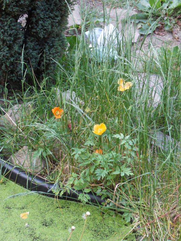 Klaprozen bij de vijver