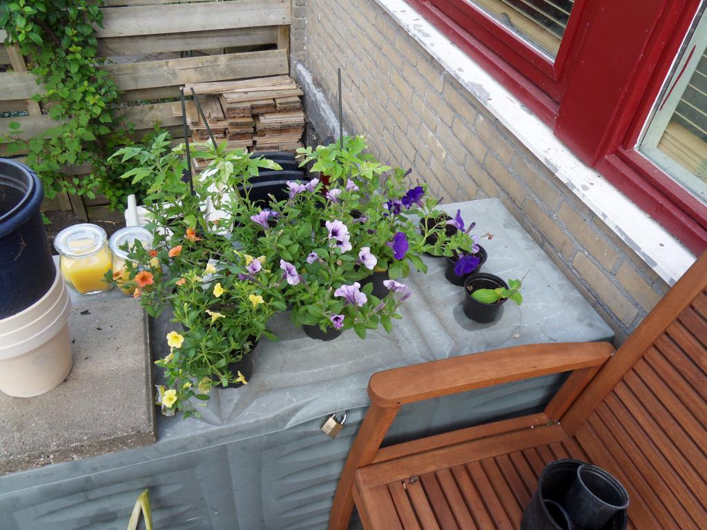 De logees, plantjes van de buren