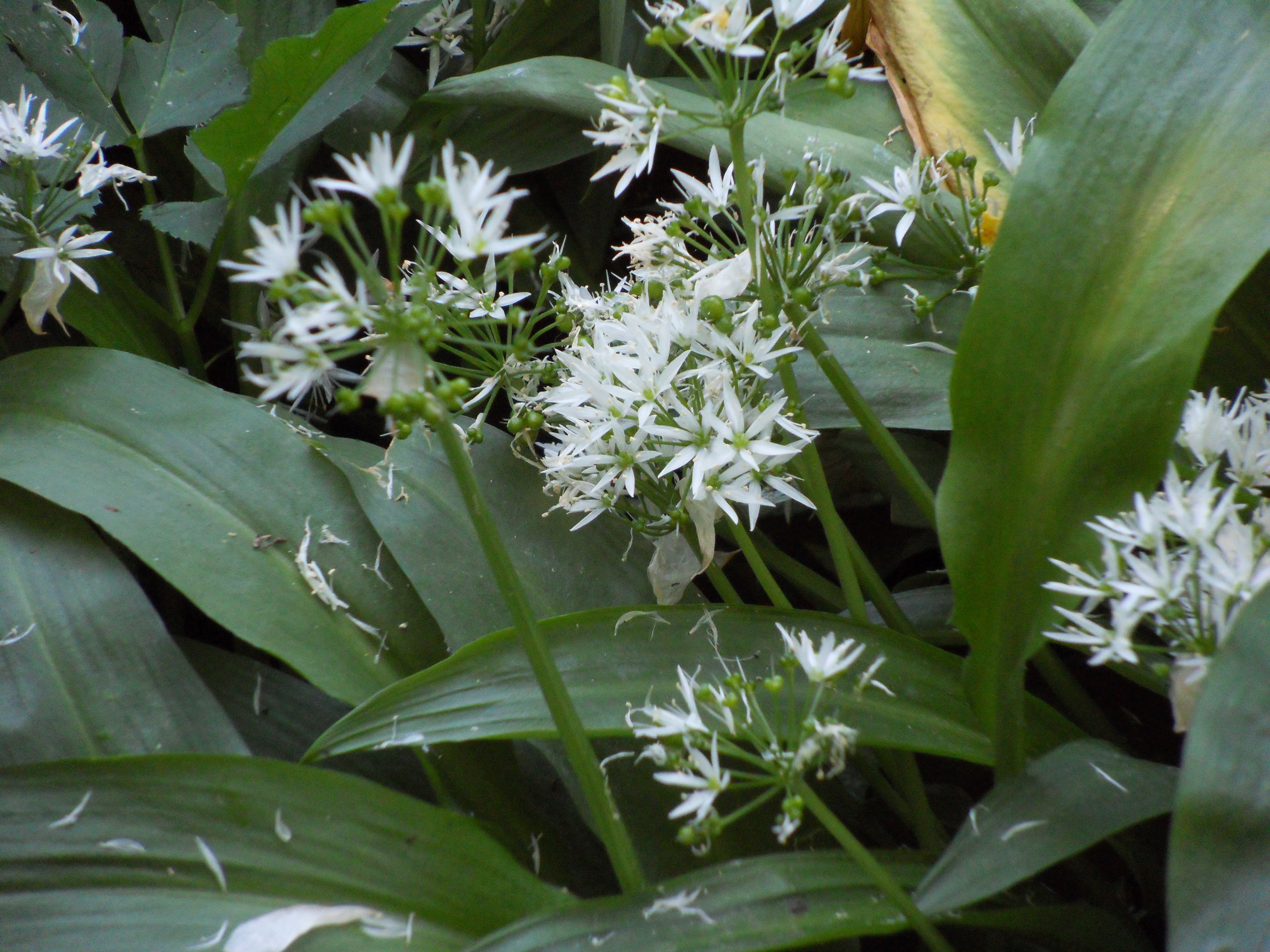 Image garden/Tuin-2011-05-12.018.jpg