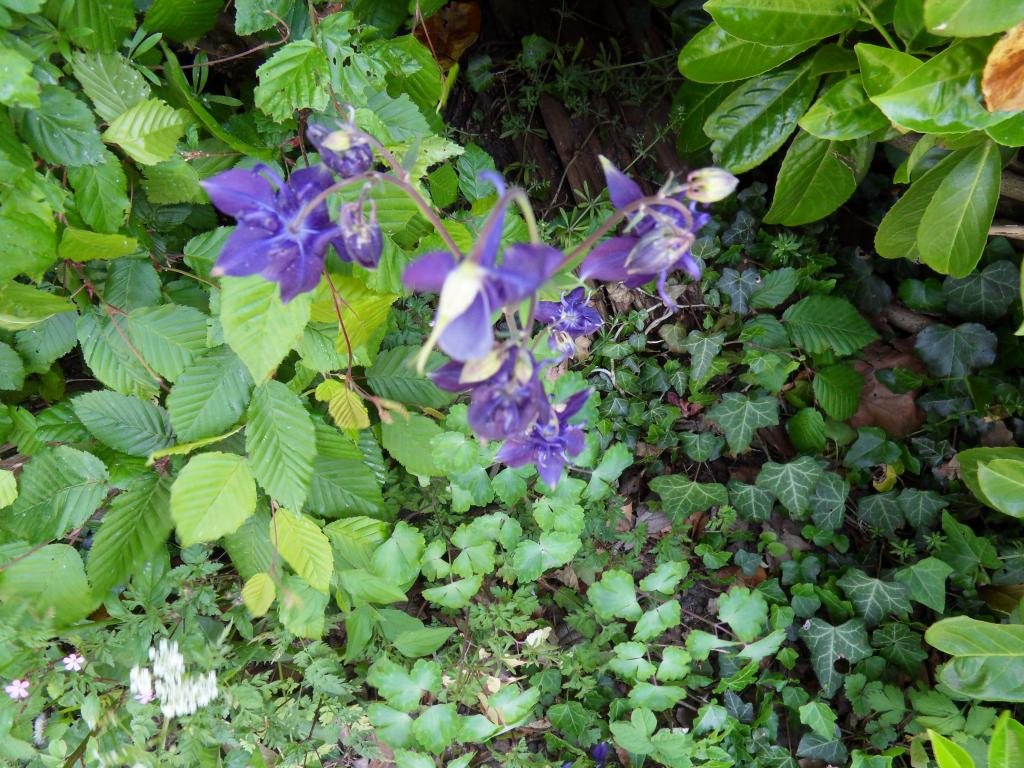 Image garden/Tuin-2011-05-12.028.jpg