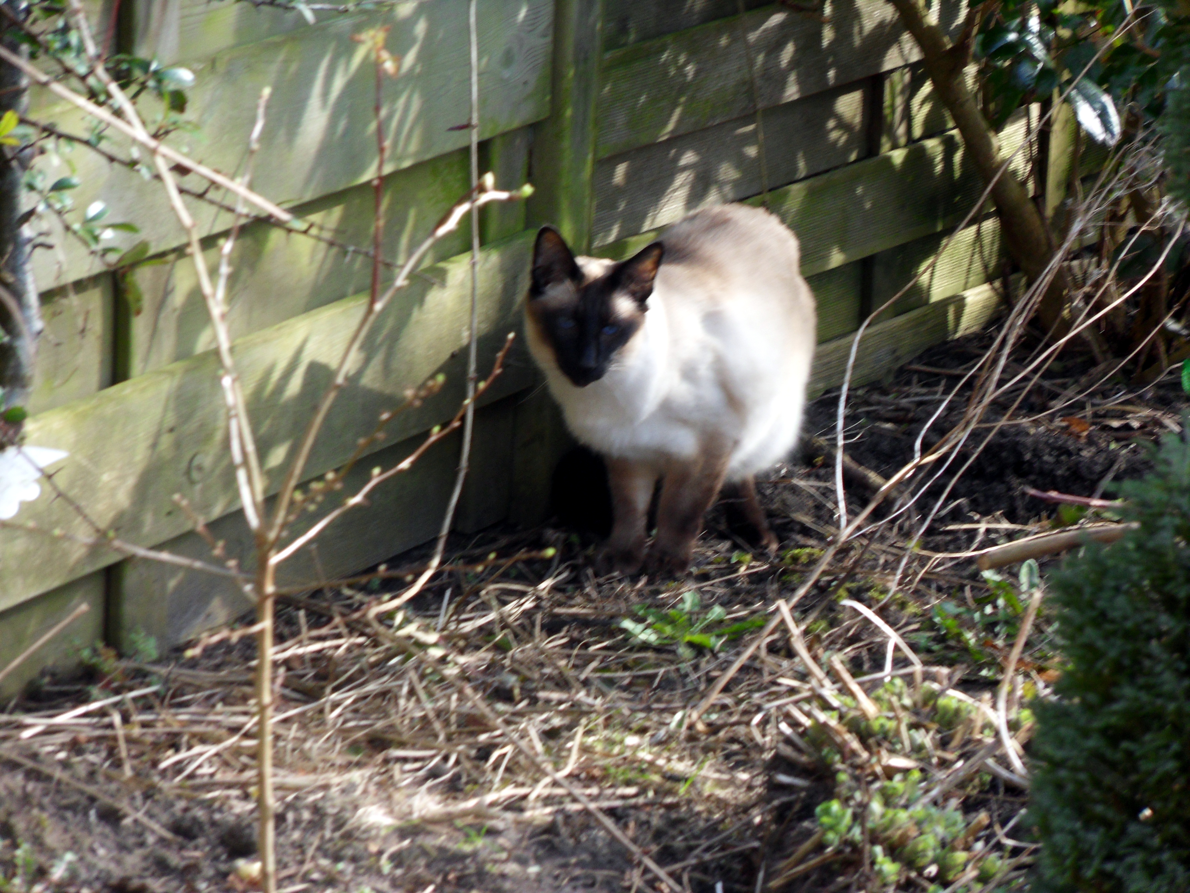 Image garden/Tuin-2013-03-06.007.jpg