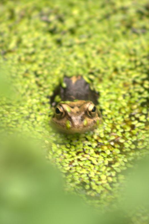garden/tuin-kikkers.00.027.jpg