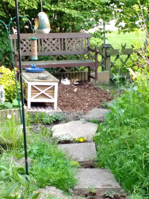 Image garden/tuin.2017-05-17.001.jpg