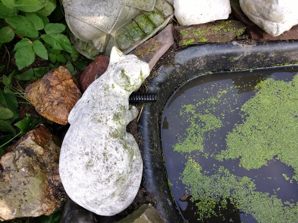 Image garden/tuin.2017-07-08.004.jpg